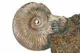 Iridescent, Pyritized Ammonite (Quenstedticeras) Fossil Display #344265-1